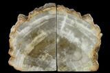 8" Tall, Petrified Wood (Tropical Hardwood) Bookends - Indonesia - #132026-1